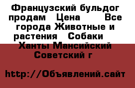 Французский бульдог продам › Цена ­ 1 - Все города Животные и растения » Собаки   . Ханты-Мансийский,Советский г.